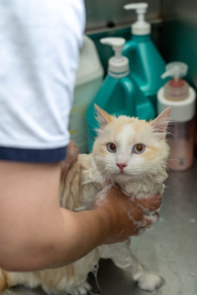 Wet cat receiving grooming at Pet Shore in New Zealand