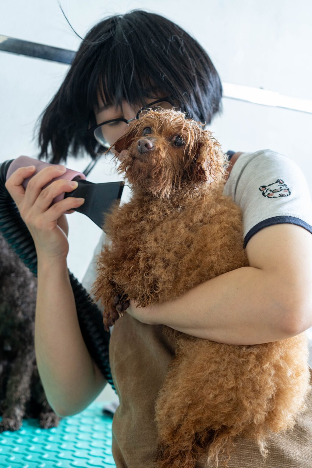 Poodle being dried after a bath at Pet Shore grooming services in New Zealand