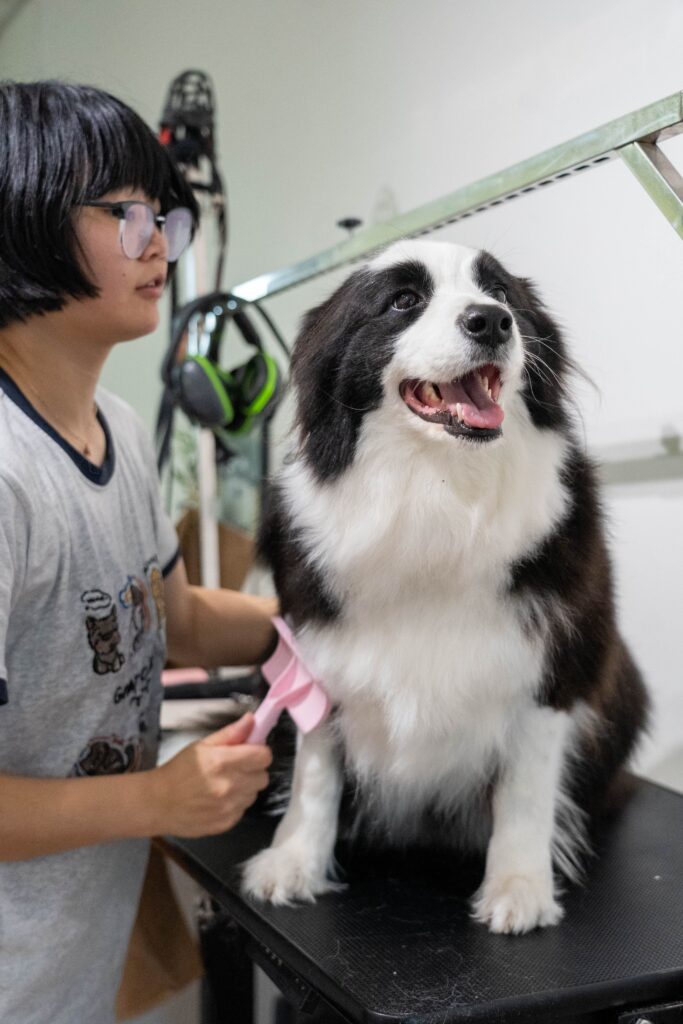 Border Collie dog grooming service in New Zealand at Pet Shore