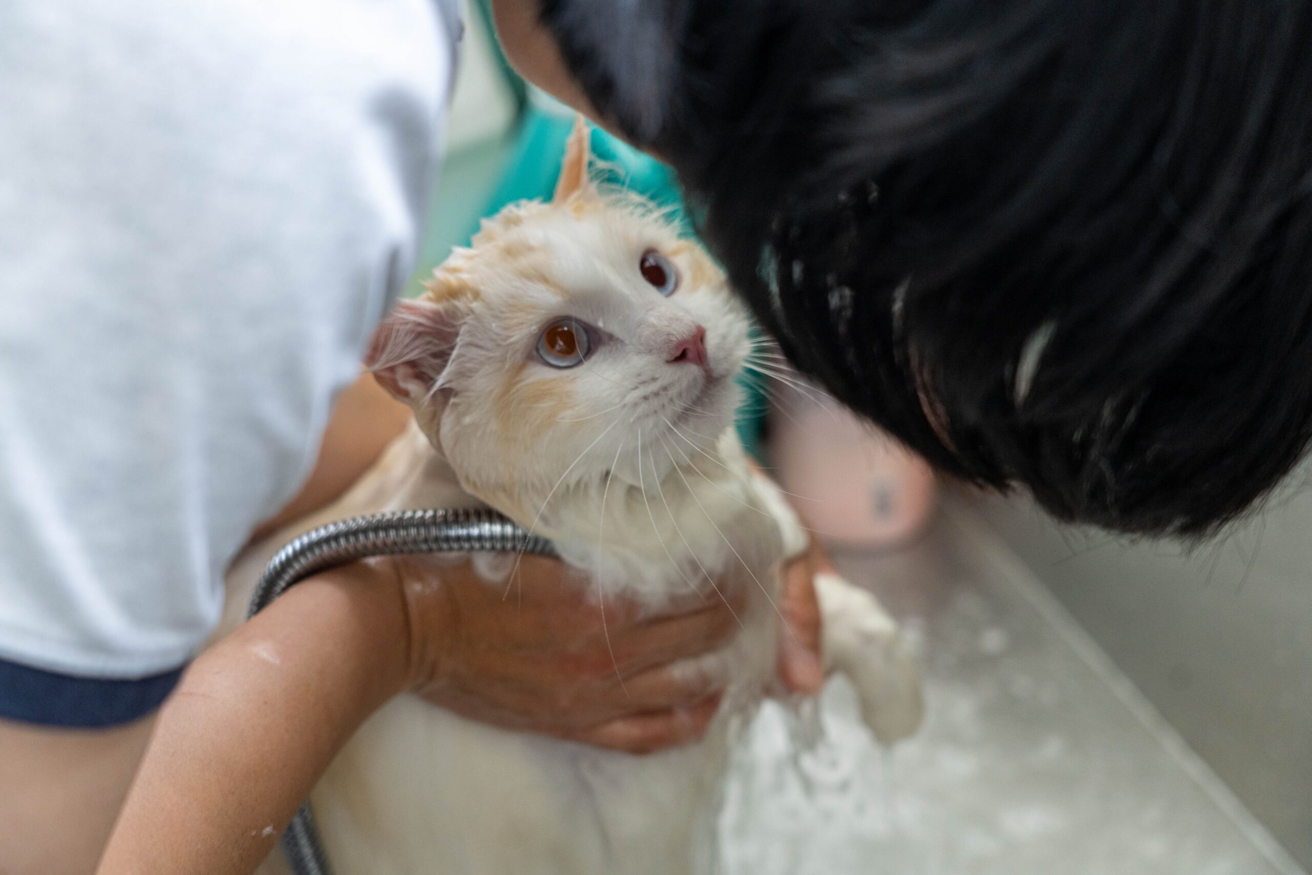 Cat being bathed at Pet Shore grooming service in New Zealand