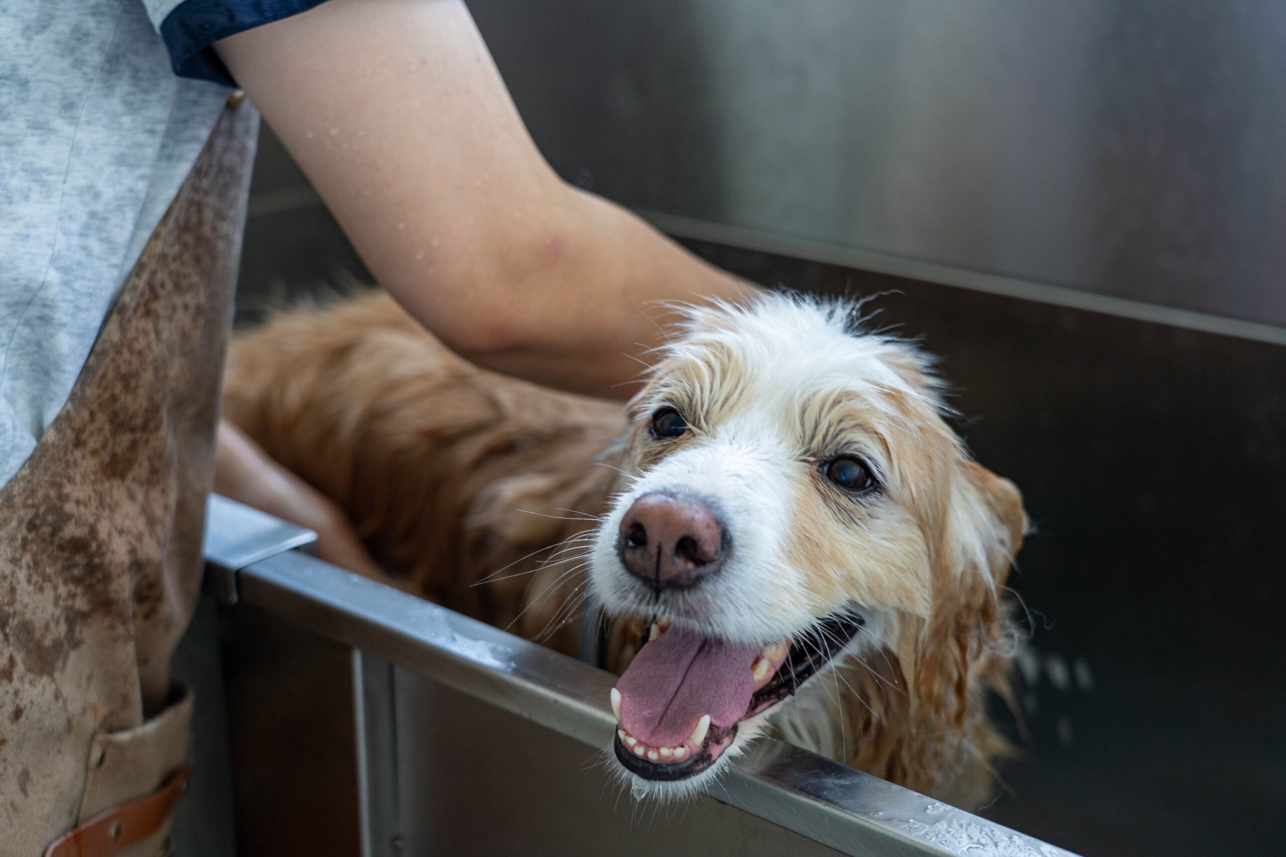 Happy dog being bathed at Pet Shore grooming services in New Zealand