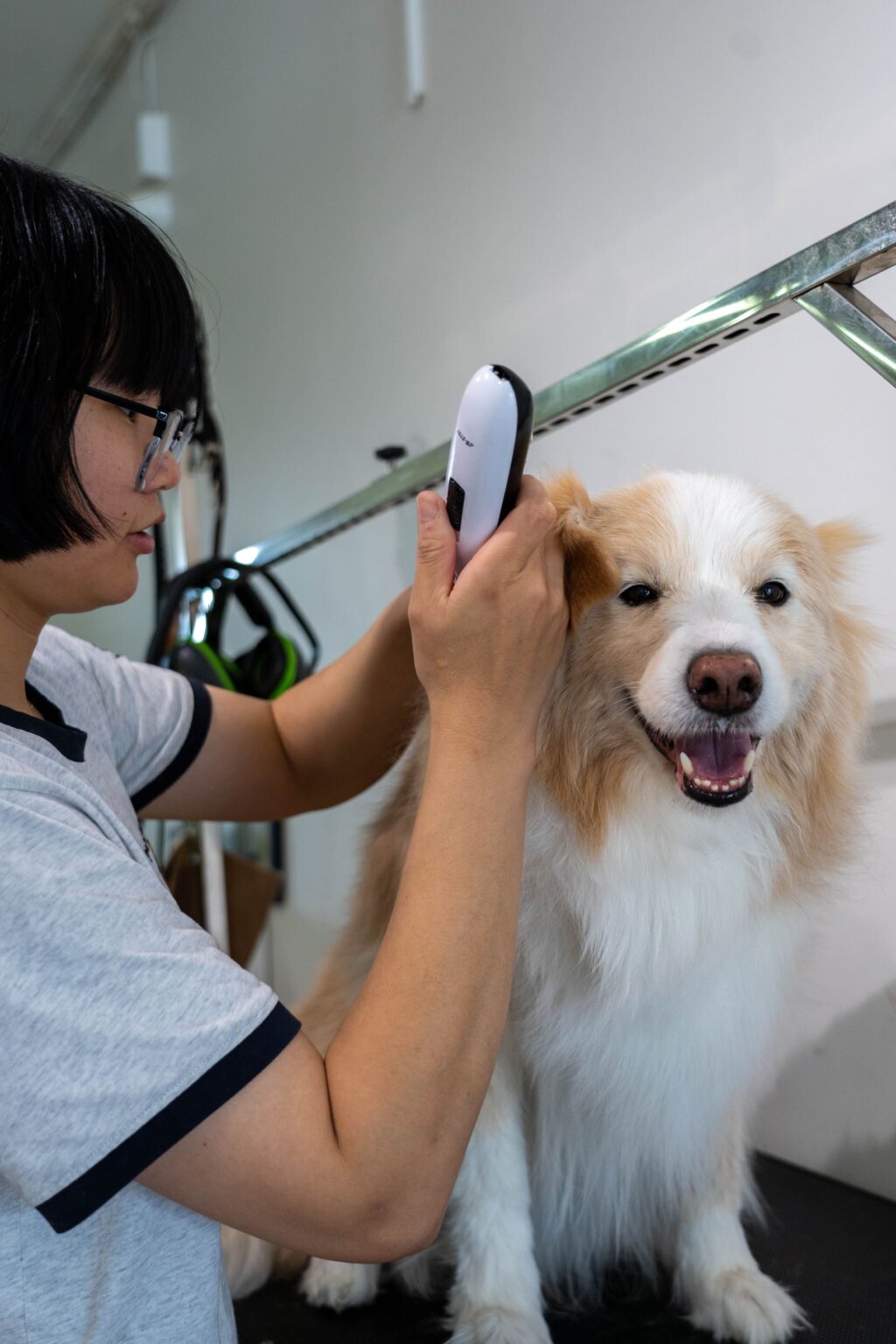 Dog receiving grooming and trimming services at Pet Shore in New Zealand