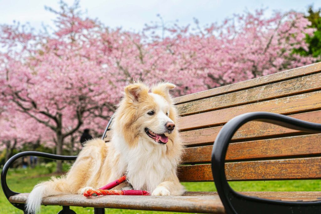 Dog lying on a bench in a New Zealand park with cherry blossoms in the background