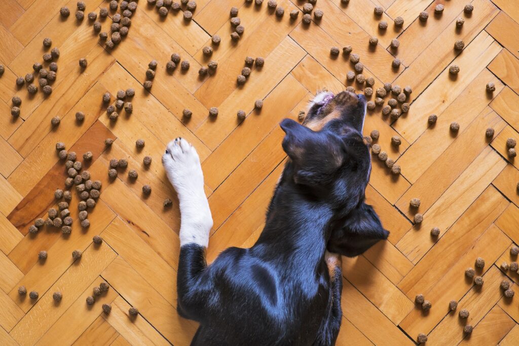 Best dry dog food NZ scattered on the floor with a dog eating.