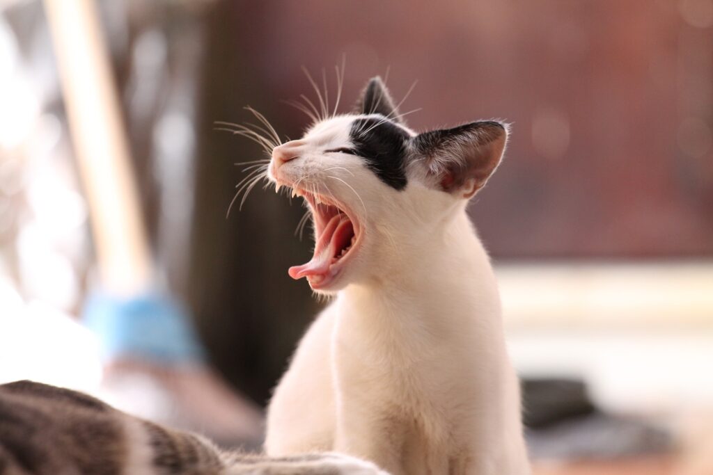 Kitten yawning energetically, reflecting healthy growth supported by Black Hawk Chicken Original Kitten Food.